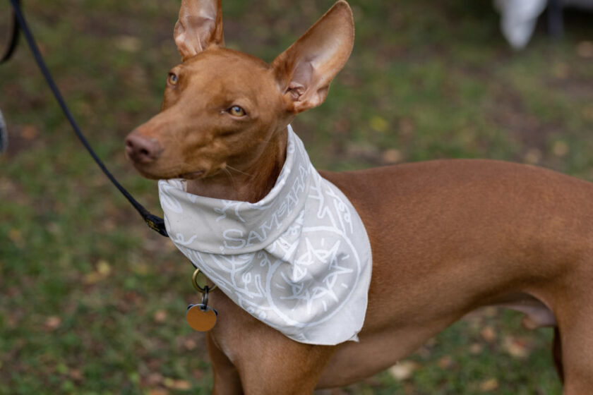 Brown dog wearing a white patterned bandana on a leash in a grassy park.