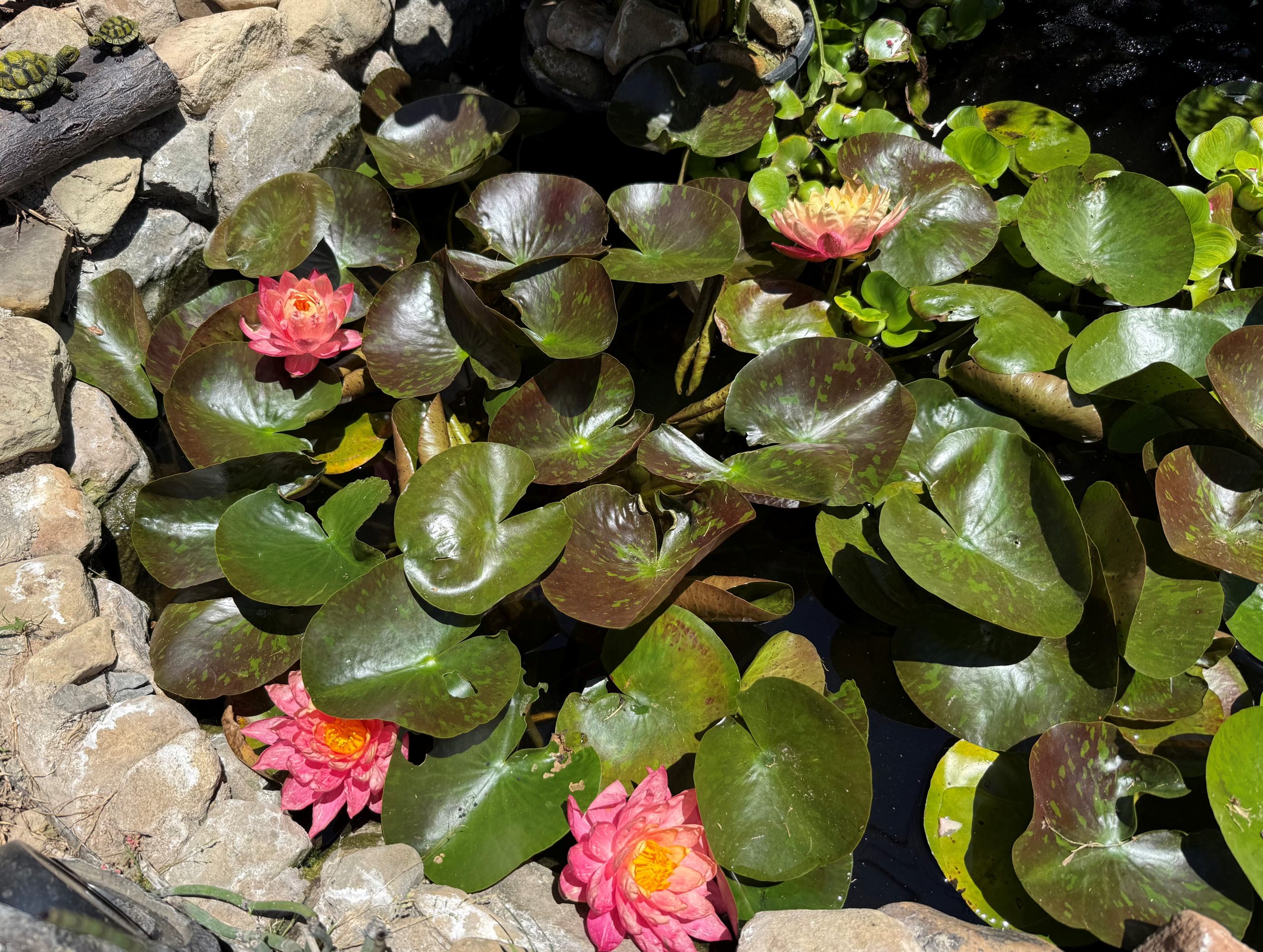 Pink water lilies afloat among broad green lily pads in a rocky pond, with small turtles basking on the stones nearby.
